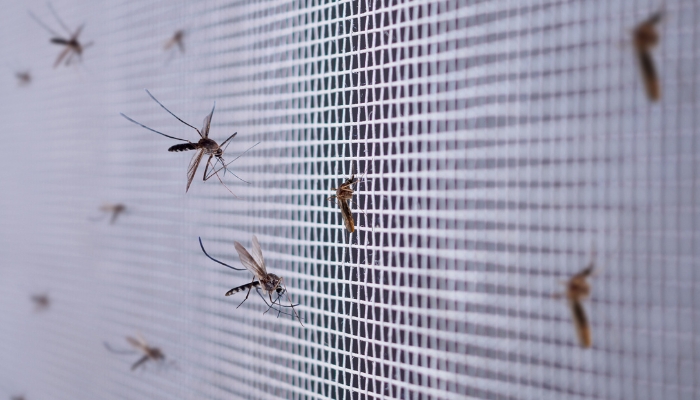 Ventajas de colocar mosquiteras en casa